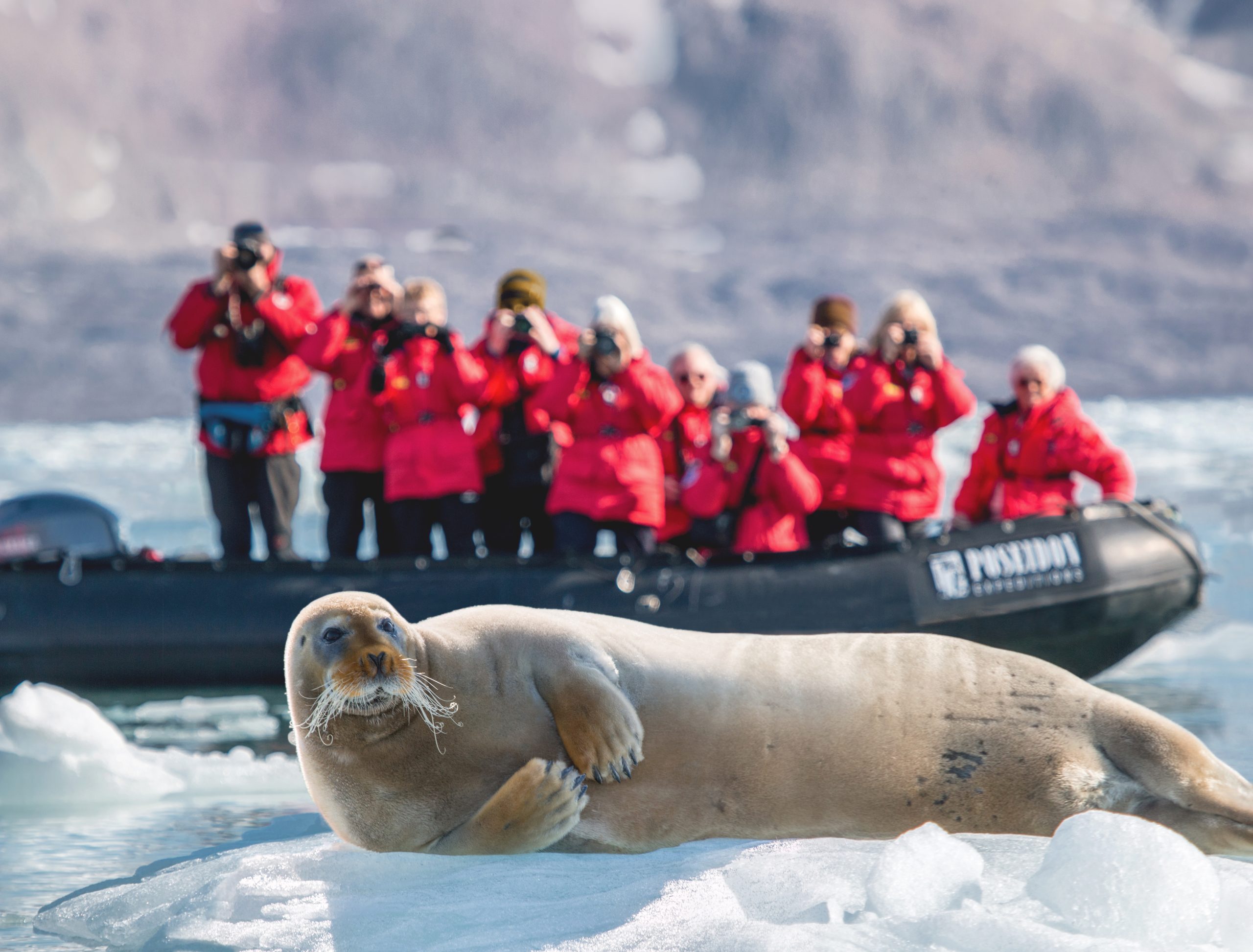 Bearded seal laying on ice floe with guests on zodiac in background.