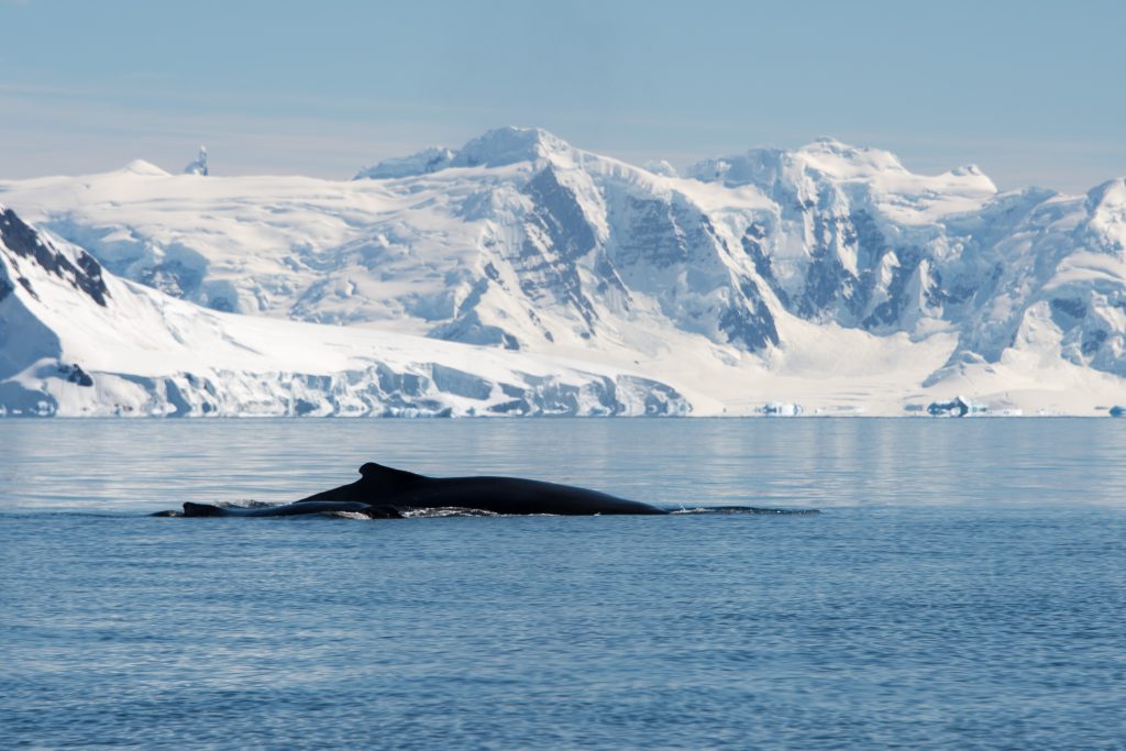 Humpback whale with mountains in background