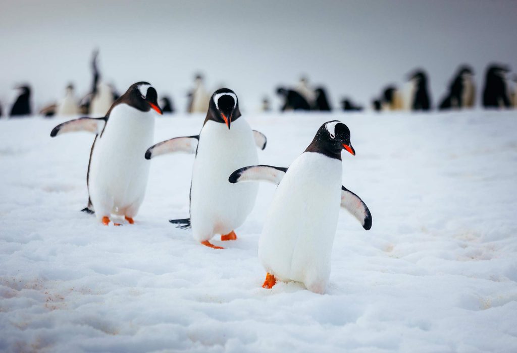 Gentoo penguins walking on the snow.