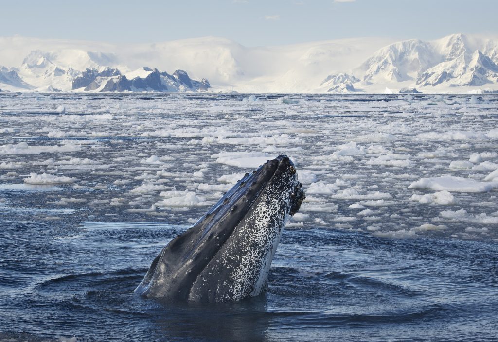 Humpback whale poking head out of icy Antarctic water.