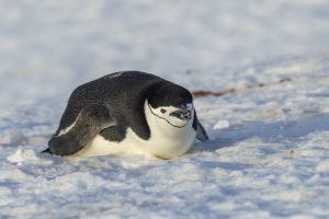 A chinstrap penguin laying on belly in snow.