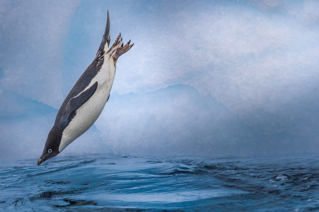 An adelie penguin jumping into the water.