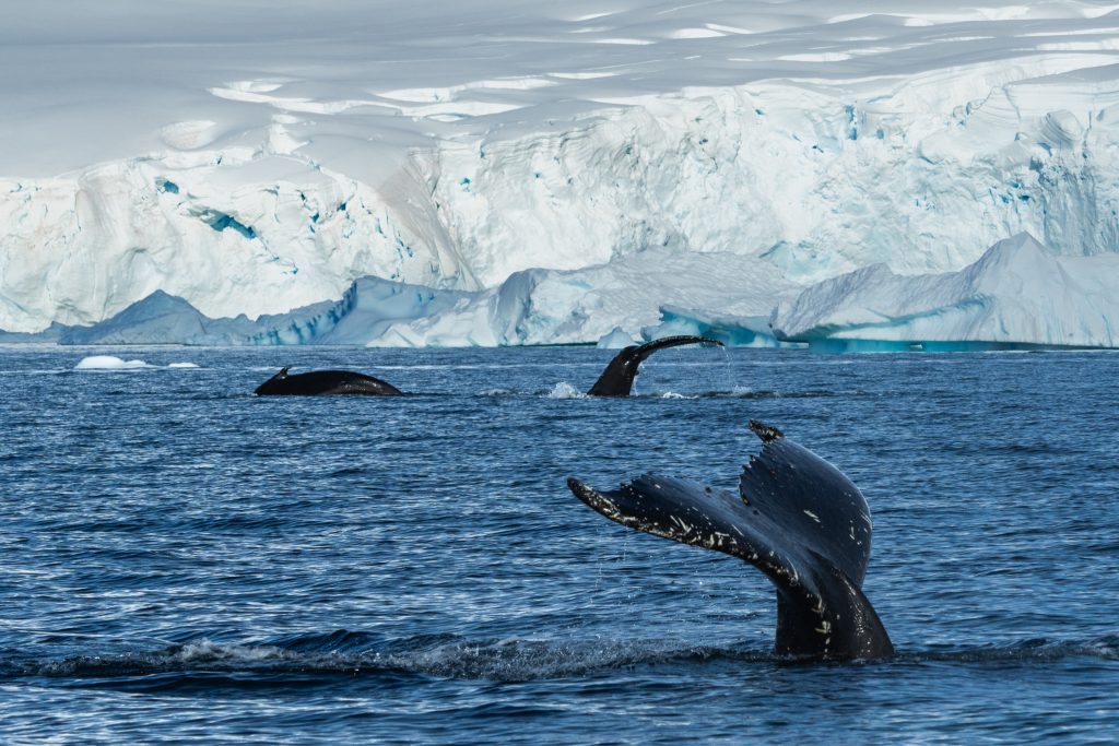 Whale flukes just above water surface. 