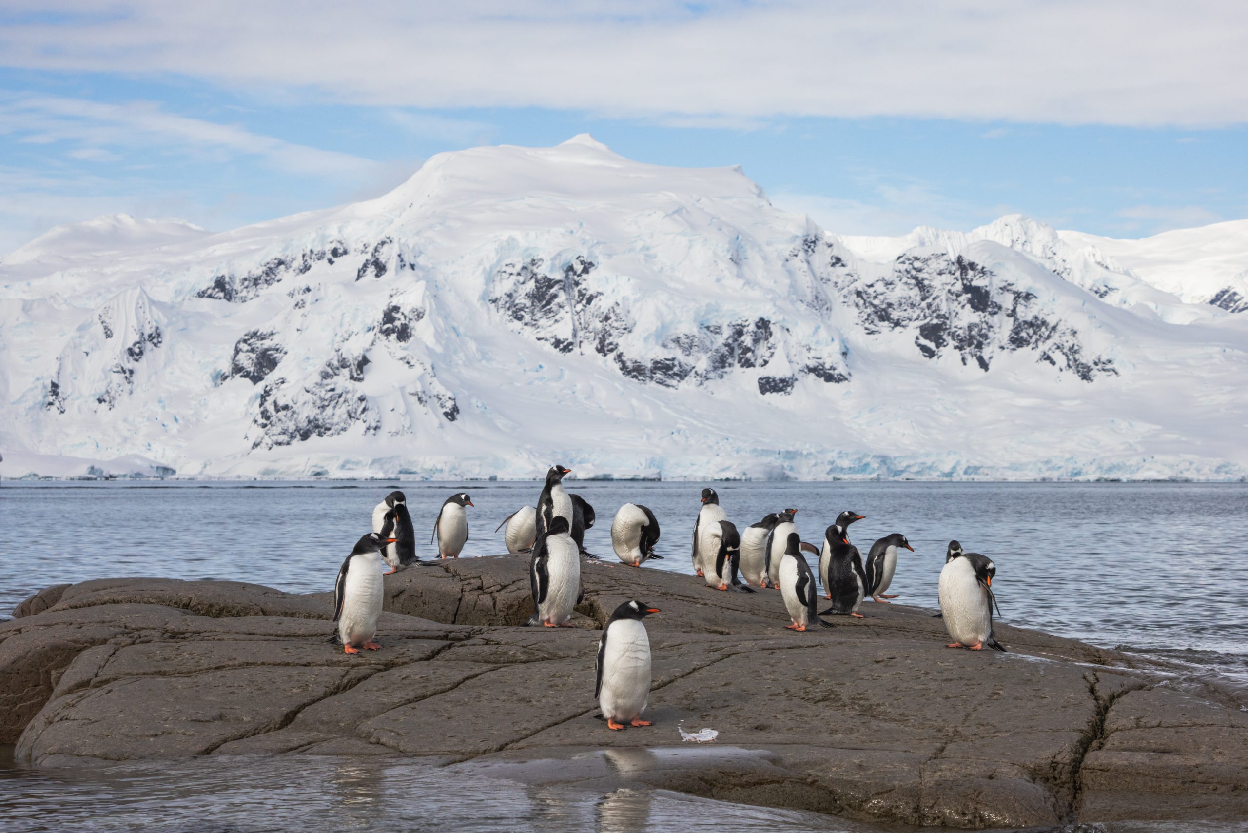 Penguins standing on a rock next to the sea.