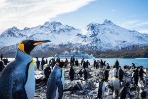 King penguins on the beach with snowy mountains in background.