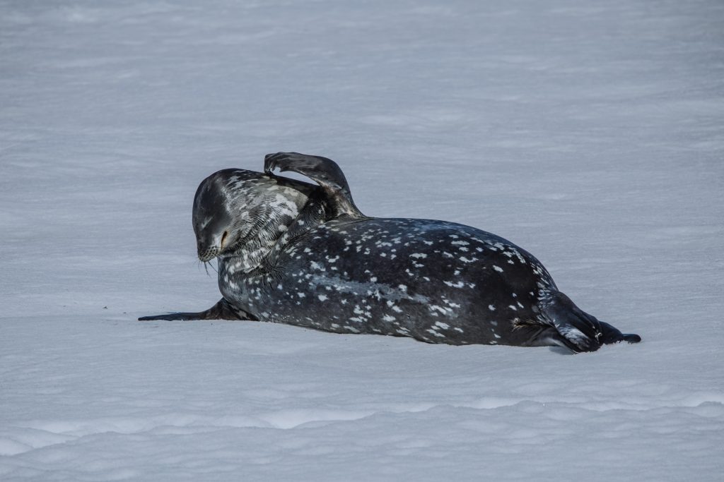 A weddell seal laying on the ice.