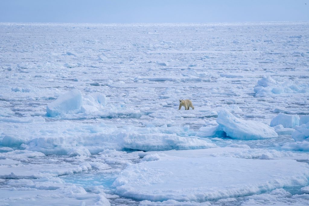 Polar bear walking on the sea ice.