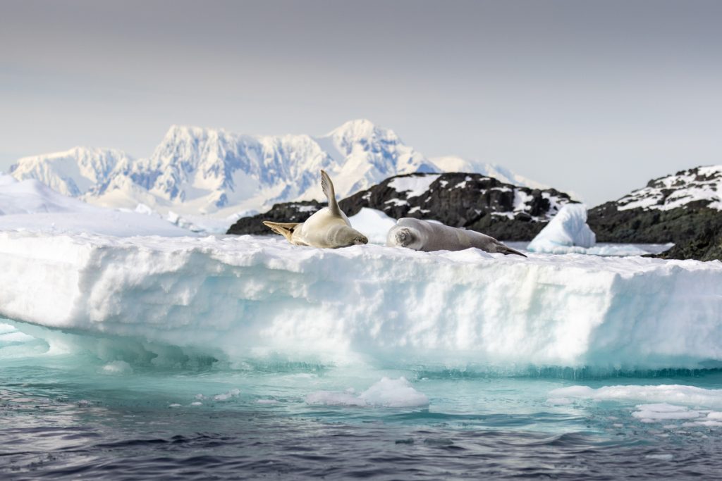 Crabeater seals laying on iceberg.