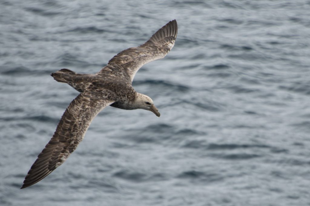 Giant petral soaring above the water.