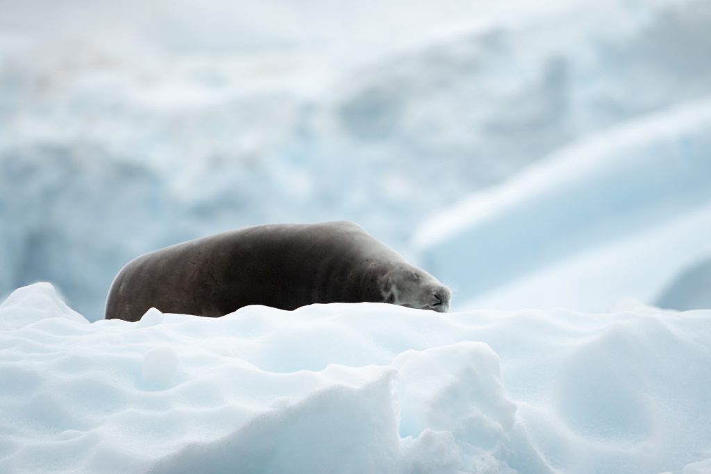 Crabeater seal laying on an iceberg.