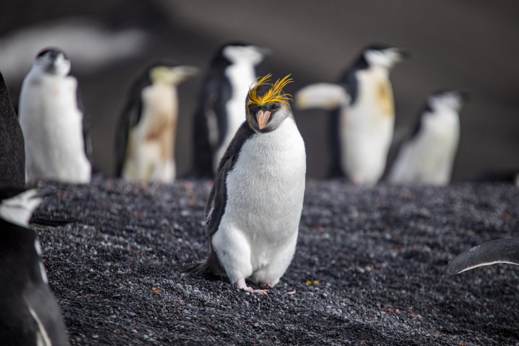 Macaroni penguins standing on black sand.