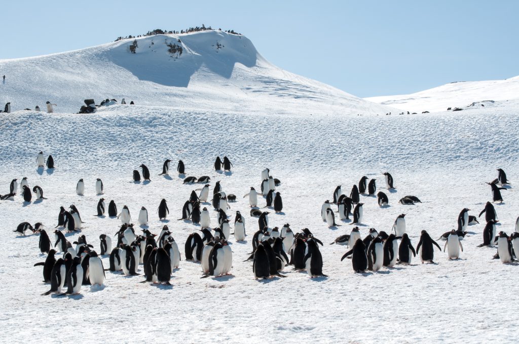 Gentoo penguins standing on the snow with mountain in background.