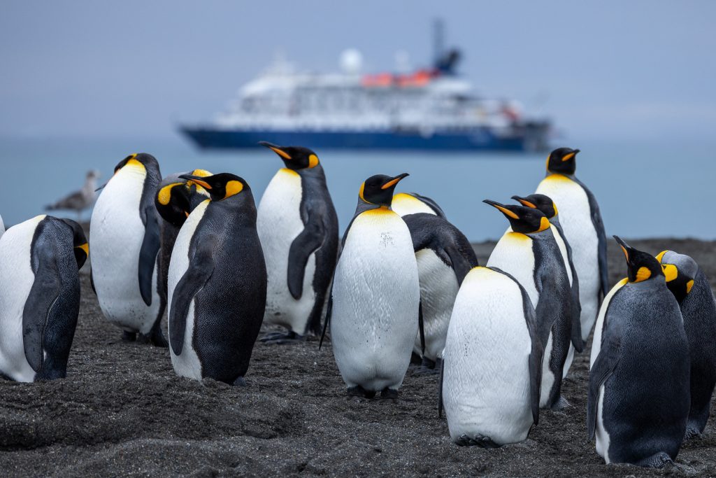 King penguins on the beach with ship in background.