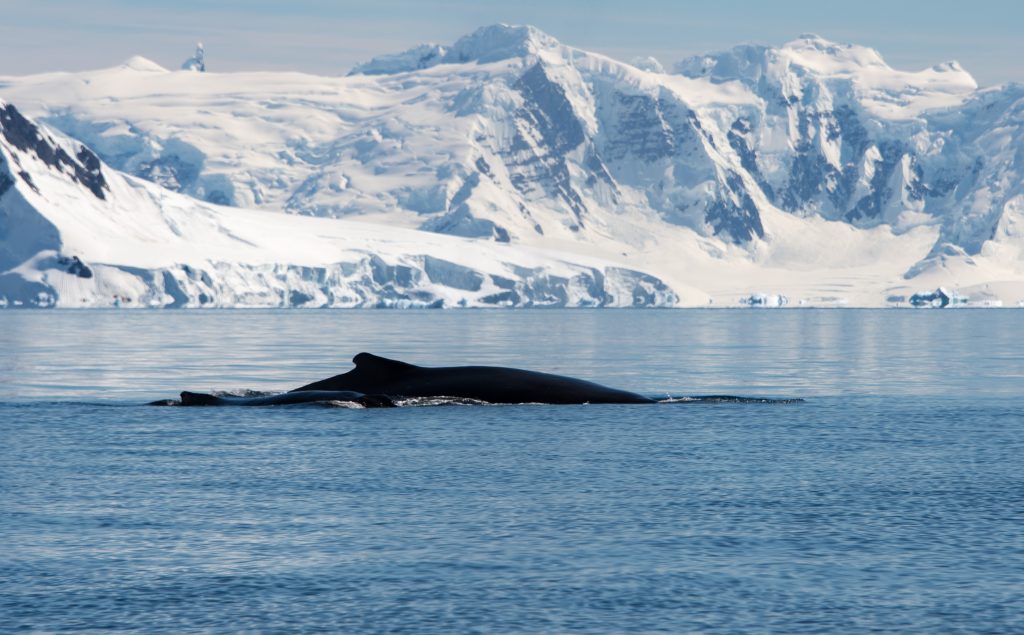 Humpback whale swimming in the water in Antarctica.