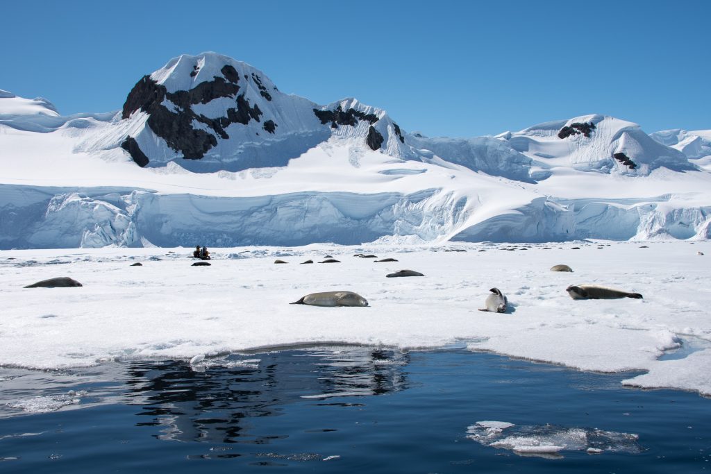 Seals on the fast ice in Antarctica.