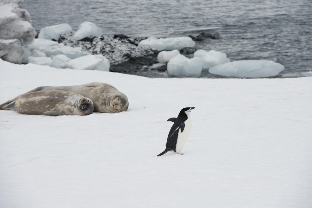 Chinstrap penguin walking on snow near two seals.