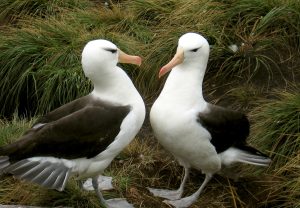 Two black browed albatross standing next to each other.